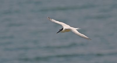 Sandwich Tern