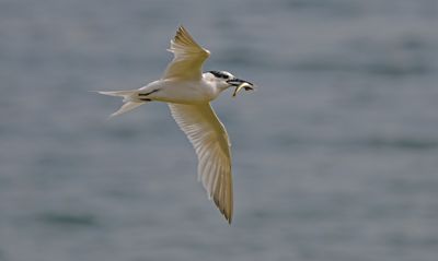 Sandwich Tern