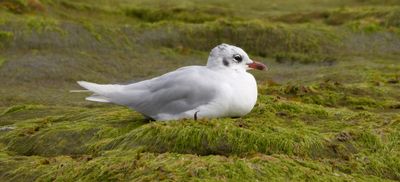 Mediterranean Gull