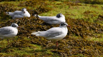 Mediterranean Gull