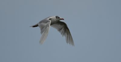 Mediterranean Gull