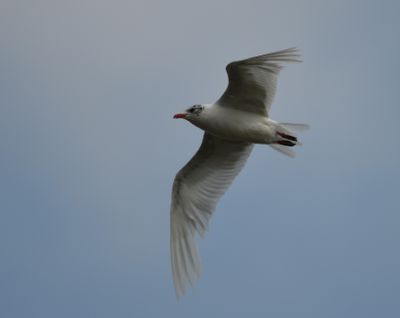 Mediterranean Gull