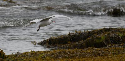 Mediterranean Gull