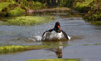 Oystercatcher