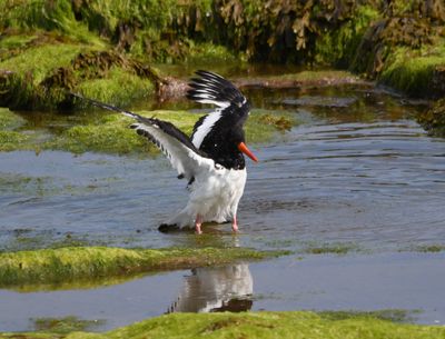 Oystercatcher