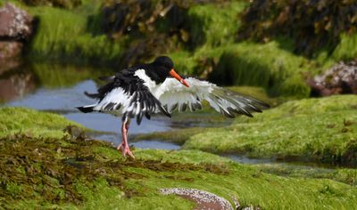 Oystercatcher