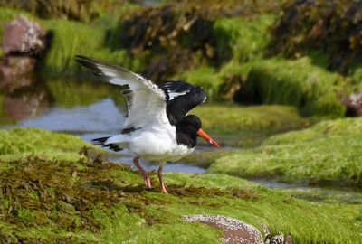 Oystercatcher