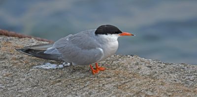 Common Tern