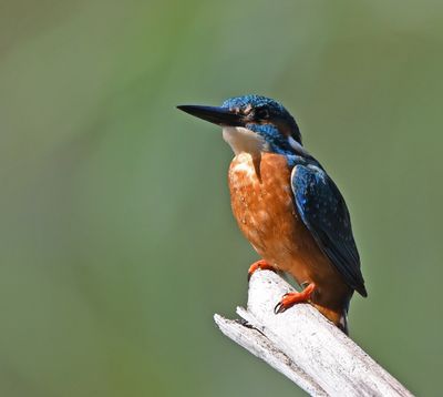 Kingfisher