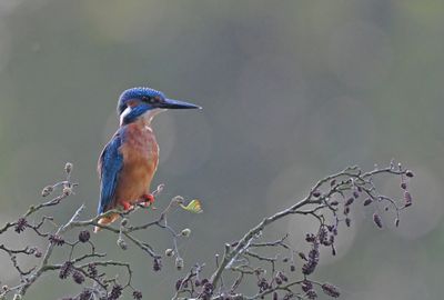 Kingfisher