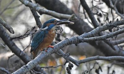 Kingfisher