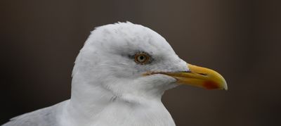 Herring Gull