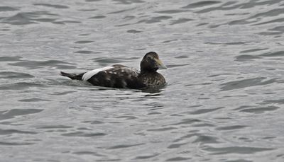 Eider
