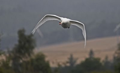 Mute Swan
