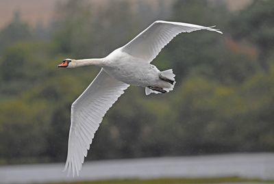 Mute Swan