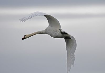 Mute Swan