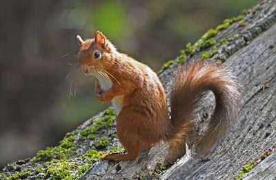 Red Squirrel