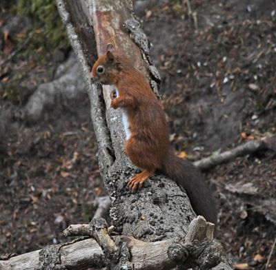 Red Squirrel