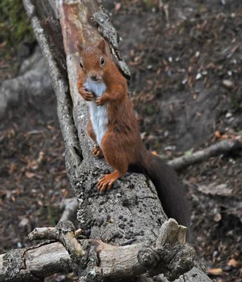 Red Squirrel