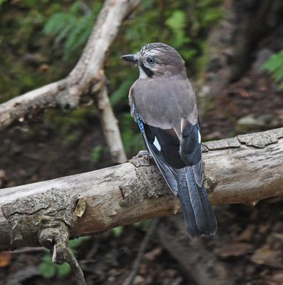 Jay