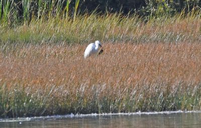 Great White Egret
