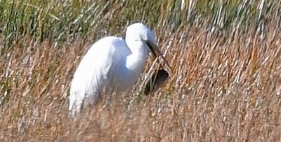 Great White Egret