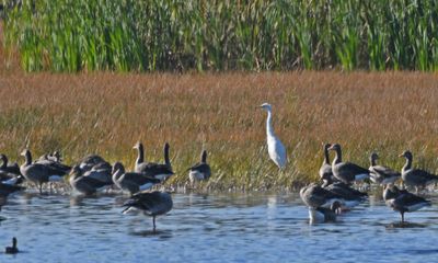 Great White Egret