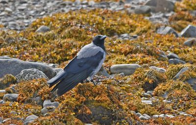Hooded Crow
