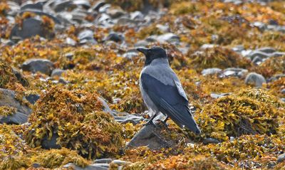 Hooded Crow