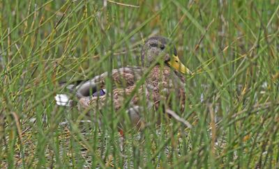 Mallard