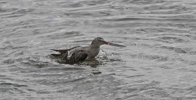 Bar-tailed Godwit