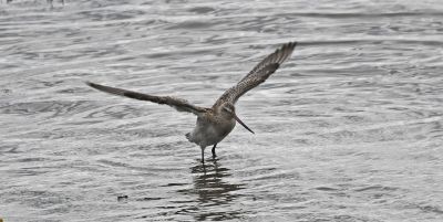Bar-tailed Godwit