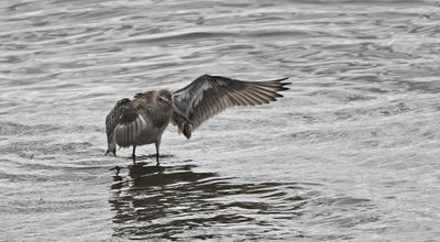 Bar-tailed Godwit