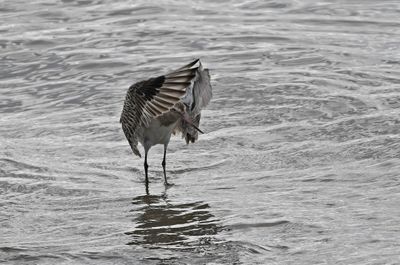 Bar-tailed Godwit