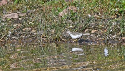 Spotted Sandpiper juv