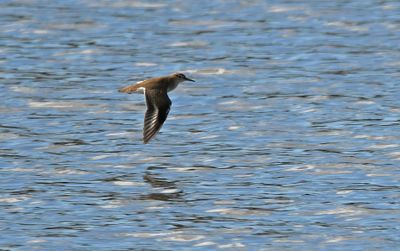Spotted Sandpiper juv