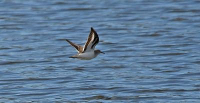 Spotted Sandpiper juv