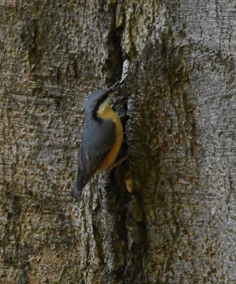 Nuthatch