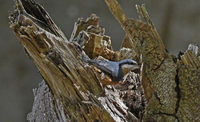 Nuthatch
