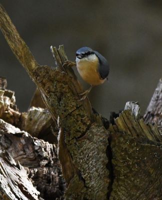 Nuthatch