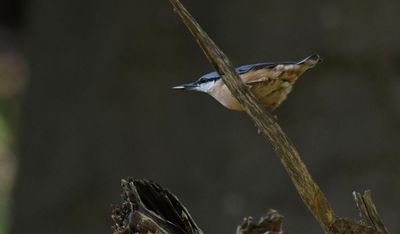 Nuthatch