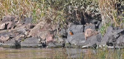 Spotted Sandpiper juv