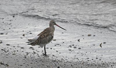 Bar-tailed Godwit