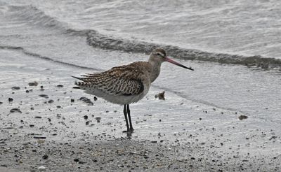 Bar-tailed Godwit
