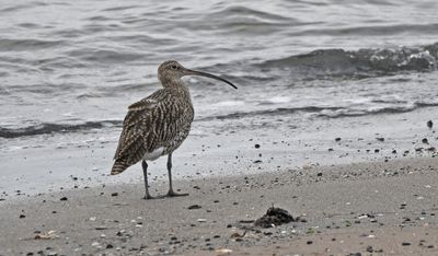 Curlew