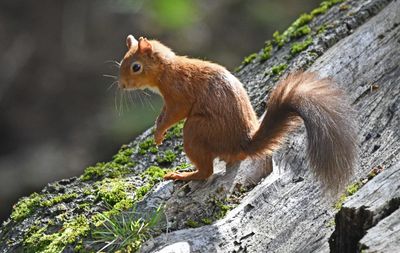 Red Squirrel