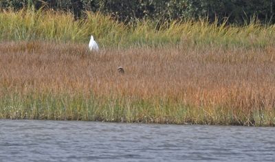 Marsh Harrier