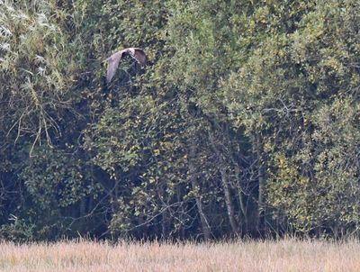Marsh Harrier