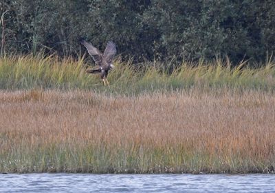 Marsh Harrier