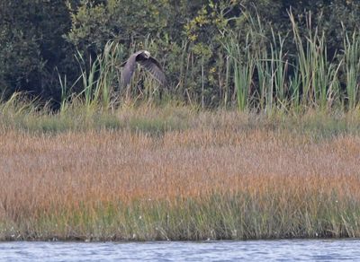 Marsh Harrier